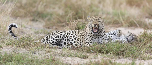 Doğada çiftleşme sonra erkek ve dişi leoparı dinlenme — Stok fotoğraf