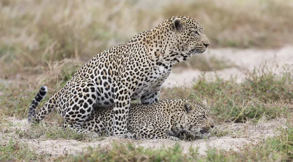 Homem e fêmea leopardo acasalamento na grama na natureza — Fotografia de Stock