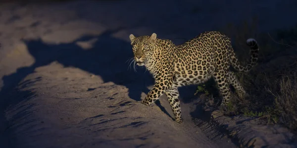 Séta a sötétség és a vadászat élelmiszer jellegű magányos leopárd — Stock Fotó