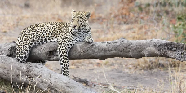 Leopard, spočívající na protokolu rest padlý strom po lovu — Stock fotografie