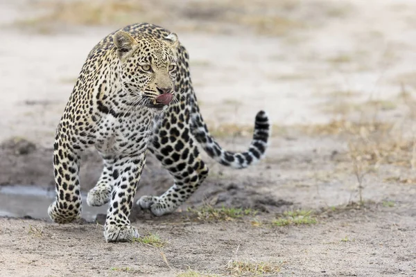 Einsame Leopardenwanderung und Jagd am Tag — Stockfoto
