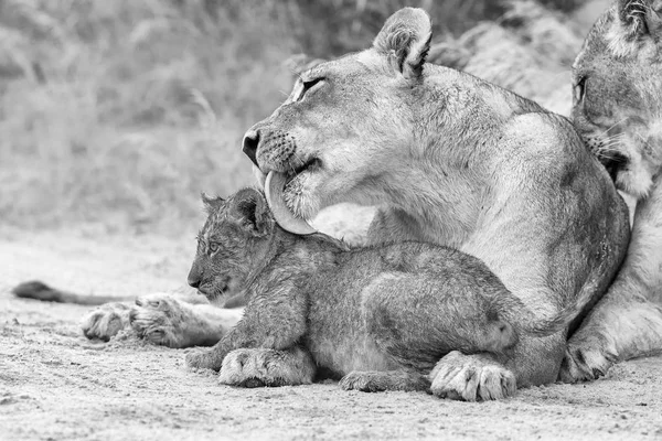 Lioness licks her cub to dry it of the rain drops in artistic co — Stock Photo, Image