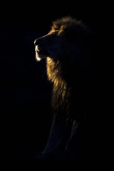 Silhouette of an adult lion male with huge mane resting in darkn