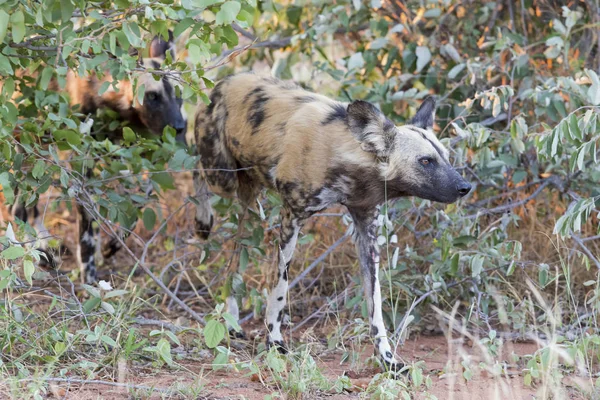 Стая африканских диких собак, охотящихся за едой в кустах — стоковое фото