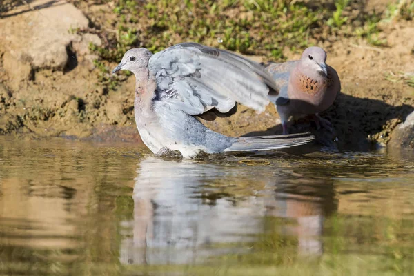 Mourning Dove sitting on a rock at a waterhole in the Kalahari — Stock Photo, Image