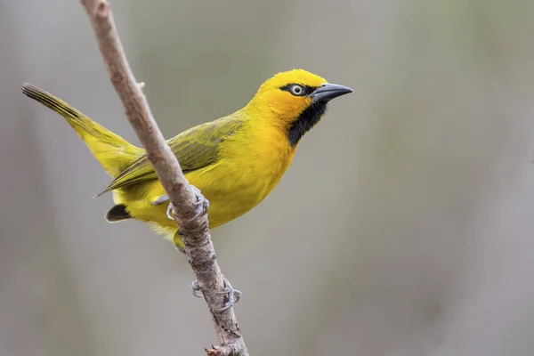 Spectacled Weaver perch and balance on thin branch — Stock Photo, Image