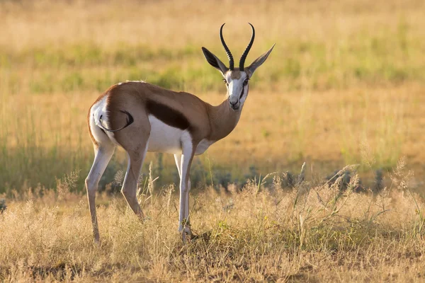 Primer plano de un springbok de pie sobre la hierba corta de una llanura o — Foto de Stock