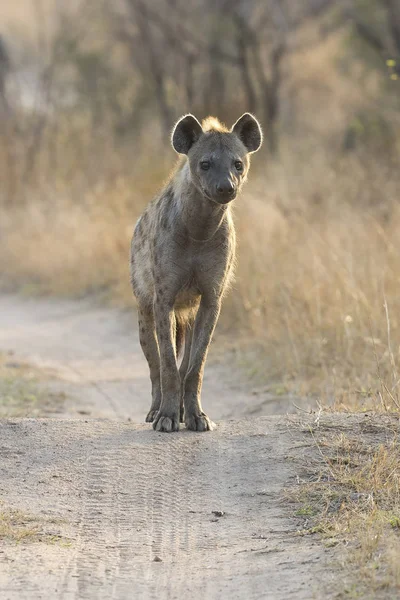 Hiena samotnego spaceru wzdłuż polnej drodze oczyszczania dla żywności — Zdjęcie stockowe