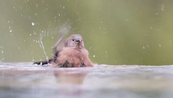 Jameson's Firefinch having a bath to cool down in a pool — Stock Photo, Image