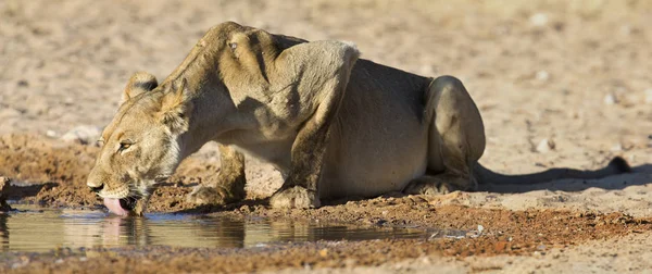 Große Löwin trinkt Wasser aus einem kleinen Pool in der Kalahari o — Stockfoto