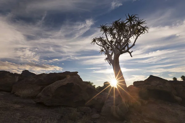 Paisaje de un árbol de carcaj con sol reventado y nubes delgadas en seco — Foto de Stock
