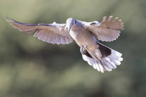 Colombe à collier en vol sur un fond vert doux au début de m — Photo