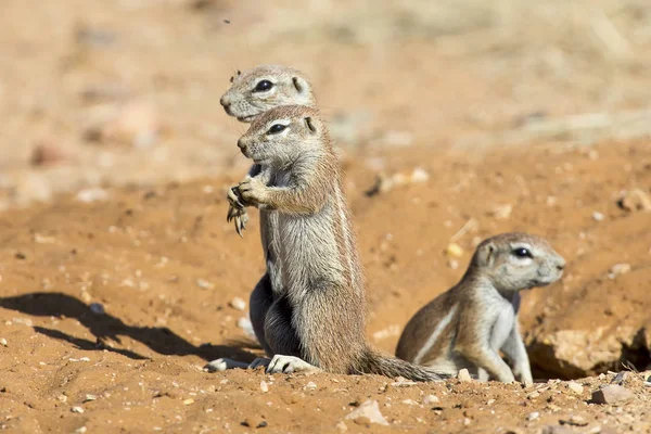 Família de esquilos terrestres cuidadosamente sair de sua toca em — Fotografia de Stock