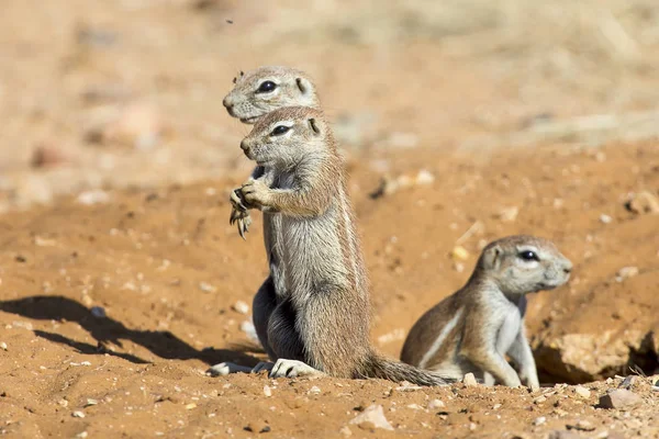 Familia de ardillas terrestres cuidadosamente salen de su madriguera en — Foto de Stock