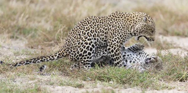 Leopardin schlägt Männchen bei Paarung auf Gras in der Natur — Stockfoto