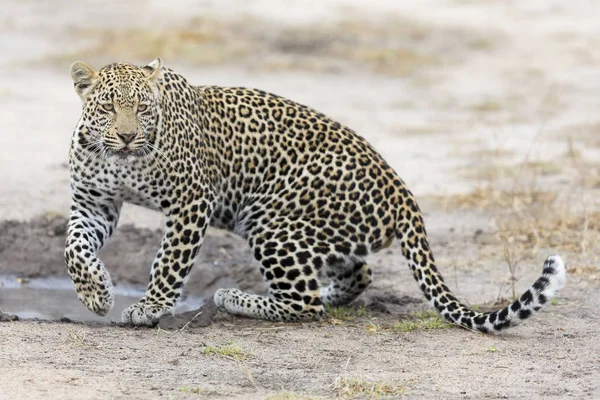 Leopard dricksvatten från liten pool efter jakt — Stockfoto