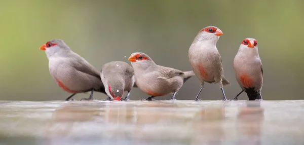 Swarm of small and beautiful Common Waxbill drinking water at po — Stock Photo, Image