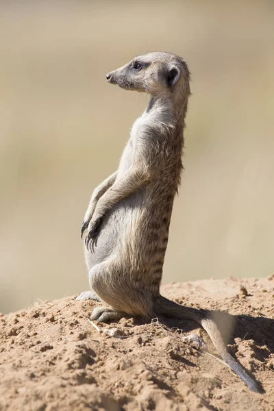 Suricate keeps a lookout at its den in sandy soil of the Kalahar — Stock Photo, Image