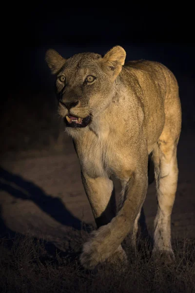 Sziluettjét egy felnőtt oroszlán férfi hatalmas sörény gyalog művé — Stock Fotó