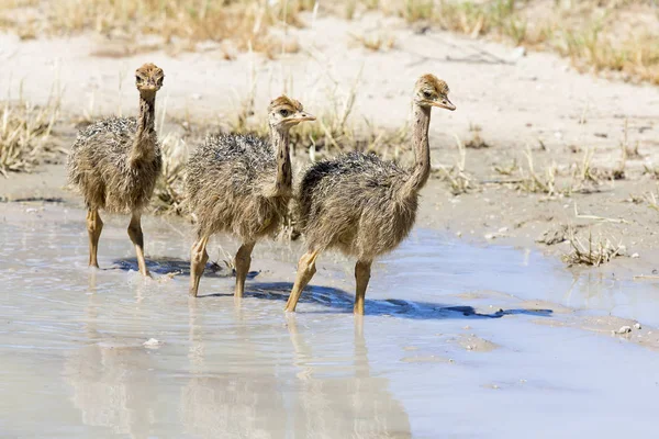 Familia de avestruces bebiendo agua de una piscina en el sol caliente de la — Foto de Stock