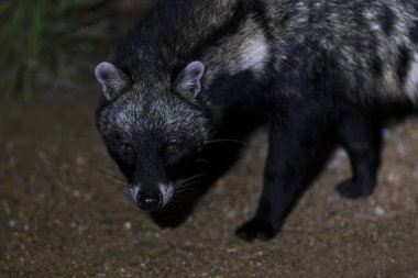 Close-up of a Civet Cat in a spotlight at night clipart