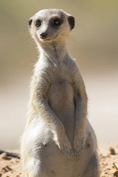 Suricate keeps a lookout at its den in sandy soil of the Kalahar — Stock Photo, Image