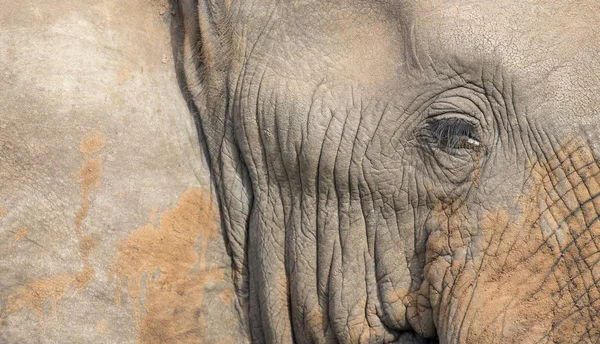 Gros plan d'une oreille, d'un œil et d'un nez d'éléphant sales — Photo