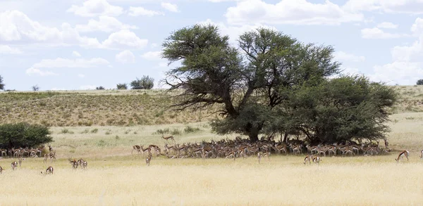 Stor flock av springbok vilar i skuggan av stora camelthorn — Stockfoto