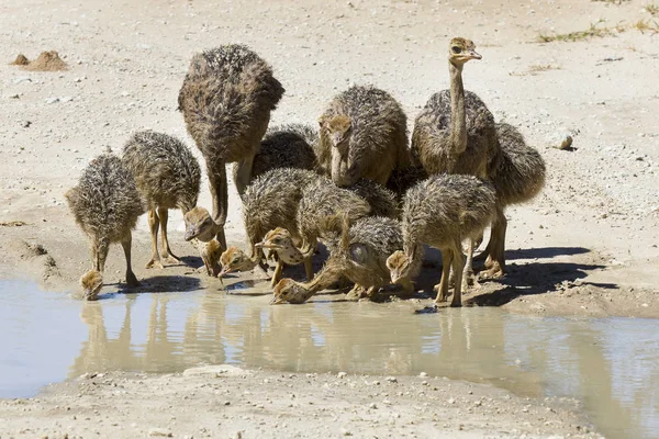 Family of ostriches drinking water from a pool in hot sun of the — Stock Photo, Image