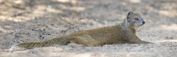 Yellow Mongoose lie down to rest on the Kalahari desert sand in — Stock Photo, Image