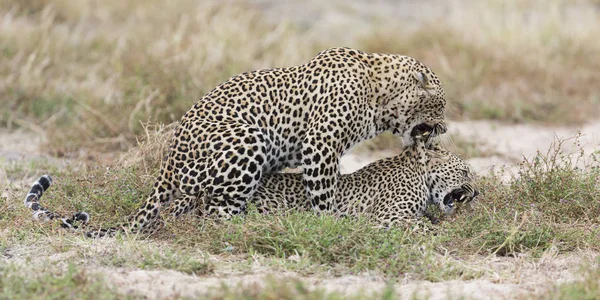 Leopardenmännchen beißt Weibchen bei der Paarung auf kurzem Gras in der Natur — Stockfoto