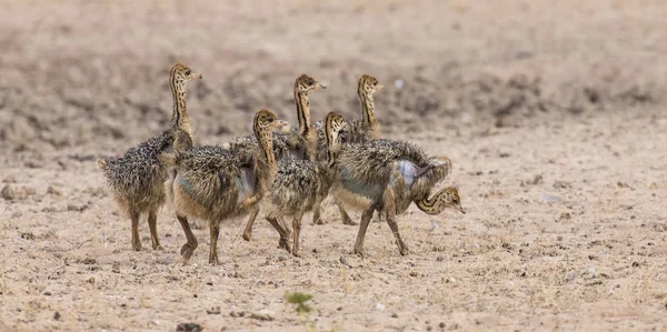 Family of ostrich chicks running after their parents in dry Kala — Stock Photo, Image