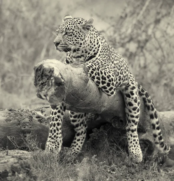 Leopard resting on a fallen tree log rest after hunting artistic — Stock Photo, Image