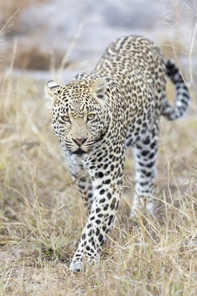 Leopardo solitario caminando y cazando durante el día — Foto de Stock