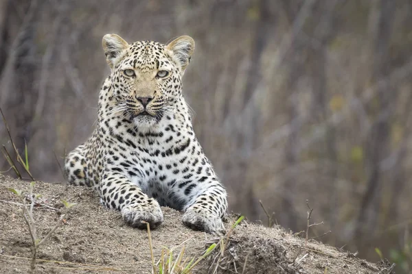 Samotny leopard ustanowić, odpoczynek na mrowisko w przyrodzie w trakcie dnia — Zdjęcie stockowe