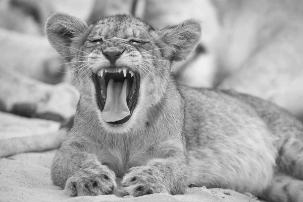 Close-up of a small lion cub yawning on soft Kalahari sand in ar — Stock Photo, Image
