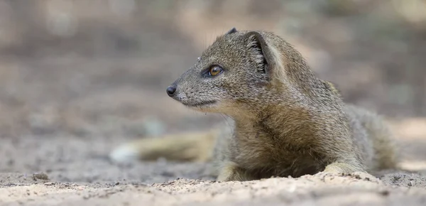 Yellow Mongoose lie down to rest on the Kalahari desert sand in — Stock Photo, Image