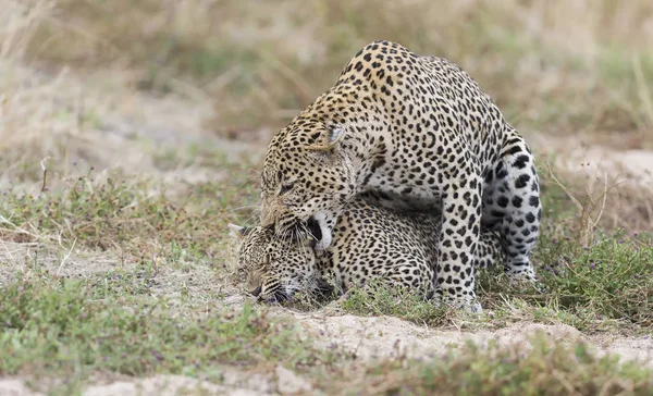 Hombre leopardo mordiendo a una hembra mientras se aparea en la hierba corta en natu — Foto de Stock