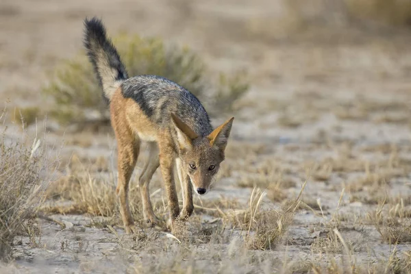 Svart backas Jackal promenader i Kalahari letar efter mat — Stockfoto