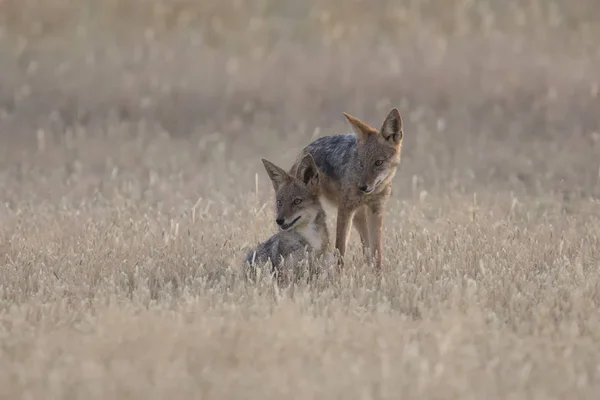 Three Black Backed Jackals playing in Kalahari on a plain — Stock Photo, Image