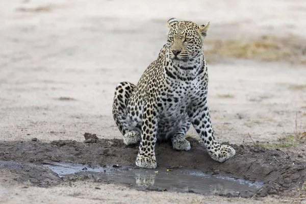 Leopard dricksvatten från liten pool efter jakt — Stockfoto