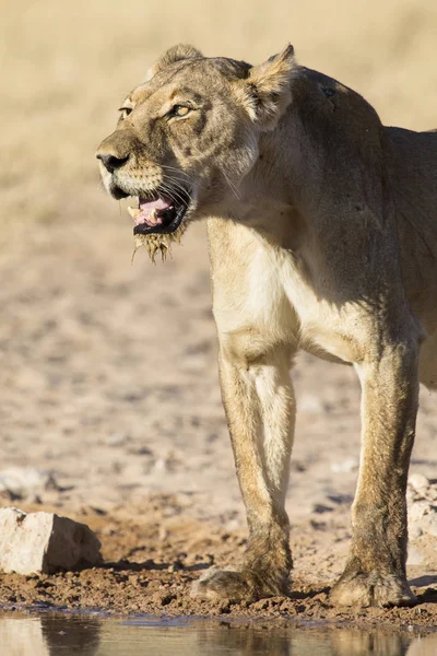 Grande lionne debout après avoir bu de l'eau d'une petite piscine — Photo