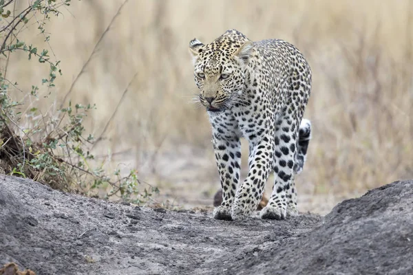 Lone leopard promenader och jakt under dagtid — Stockfoto