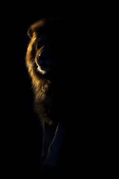 Silueta de un macho león adulto con crin enorme caminando en la oscuridad — Foto de Stock