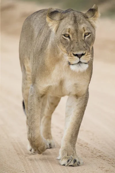 Close-up de uma leoa no Kalahari andando ao longo de uma estrada de terra — Fotografia de Stock
