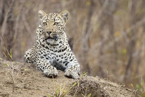 Osamělý leopard stanovit, spočívající na mraveniště v přírodě během dne — Stock fotografie