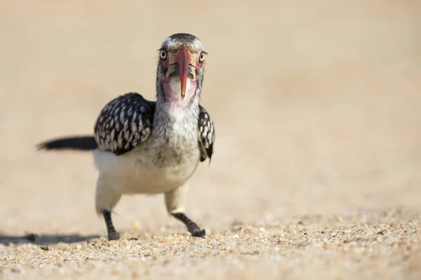 Rotschnabelhornvogel sitzt auf dem Boden und sucht nach Krümeln zum Fressen — Stockfoto