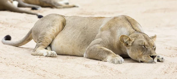 Γκρο πλαν ενός λέαινα ξαπλωμένη να κοιμάται πάνω σε μαλακή άμμο Καλαχάρι — Φωτογραφία Αρχείου