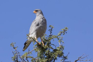 Erkek soluk ilahi mavi Kalaha karşı bir ağaçta oturuyor çakır kuşu
