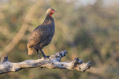 Sabah güneşin ağacında oturan Swainson'ın spurfowl 